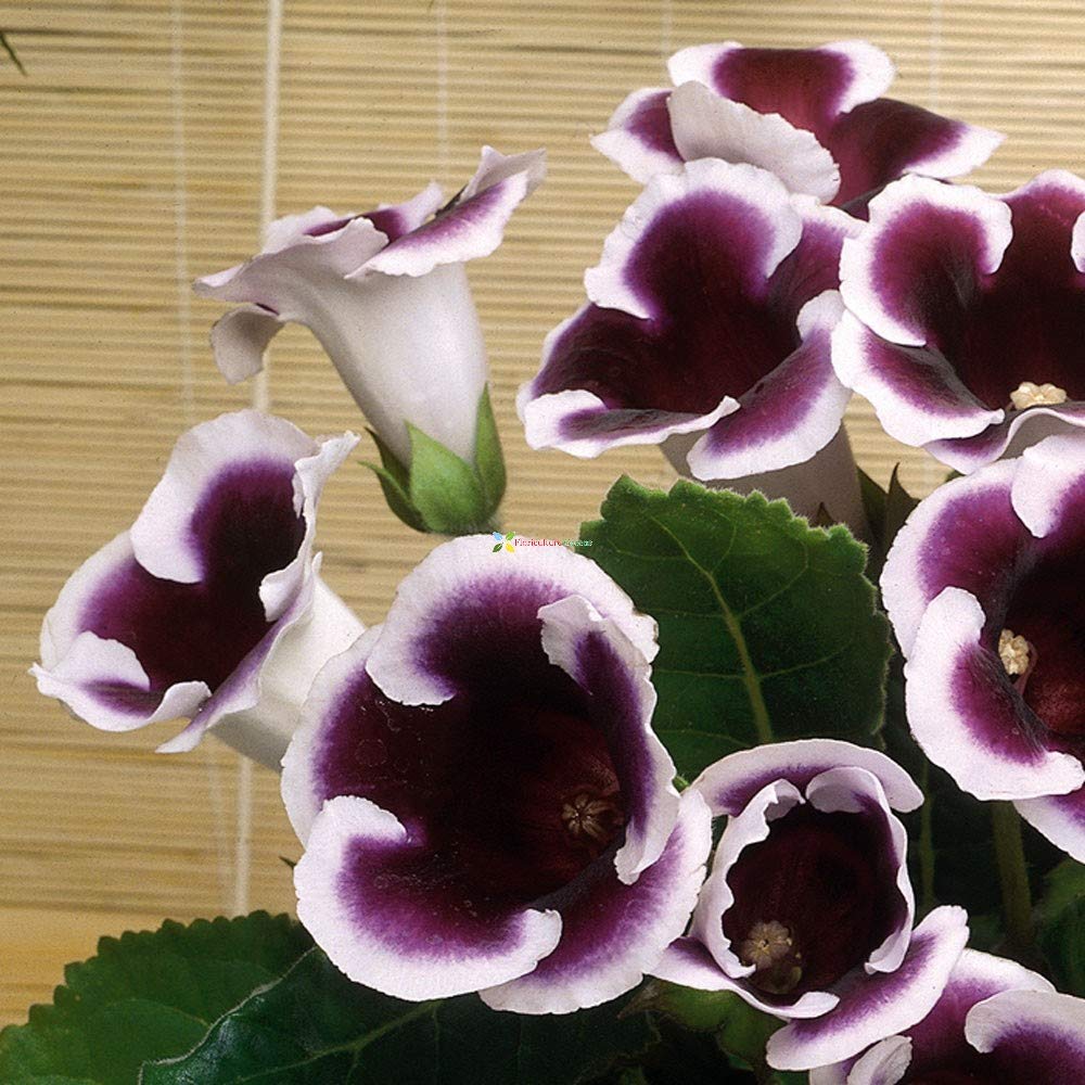Floriculture Greens Imp. Gloxinia Flower (Sinningia Speciosa